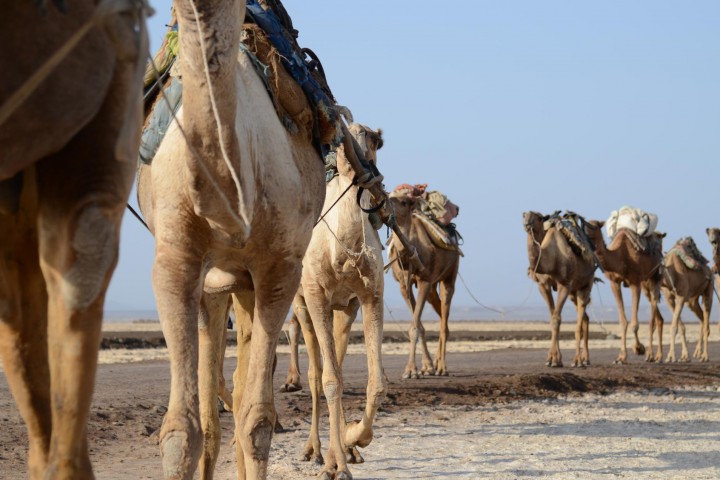 Camel-at-Afar